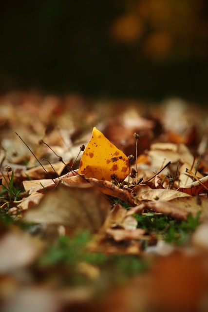 太阳报：喀麦隆队主帅虽被解雇，但仍将奥纳纳选入非洲杯名单