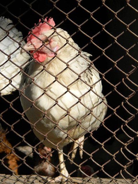 意甲联赛焦点战：尤文图斯险胜罗马